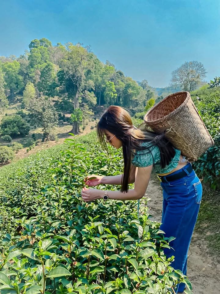 Highland Tea Tasting